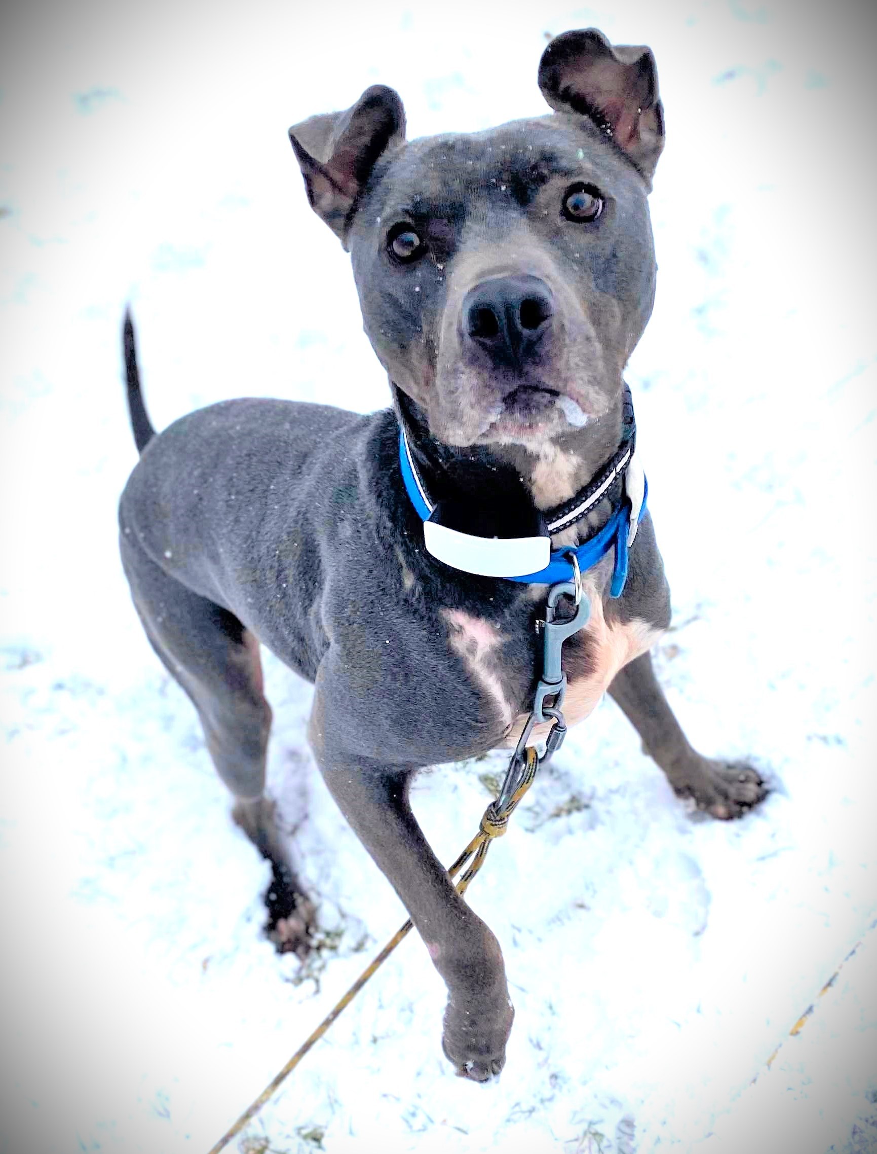 Hanson, an adoptable Pit Bull Terrier, Terrier in Burton, MI, 48519 | Photo Image 5