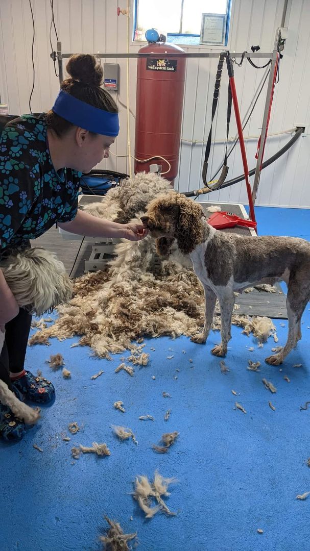 Standard poodle purebred female , an adoptable Standard Poodle in Woodsfield, OH, 43793 | Photo Image 1