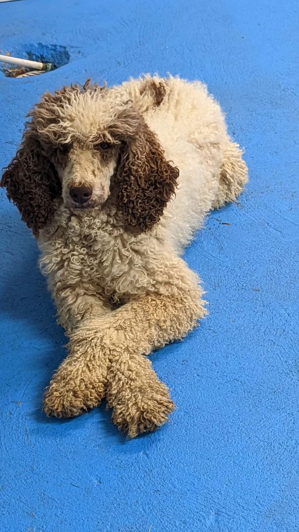 Standard poodle purebred female , an adoptable Standard Poodle in Woodsfield, OH, 43793 | Photo Image 2