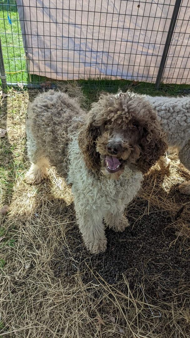 Standard poodle purebred female , an adoptable Standard Poodle in Woodsfield, OH, 43793 | Photo Image 3