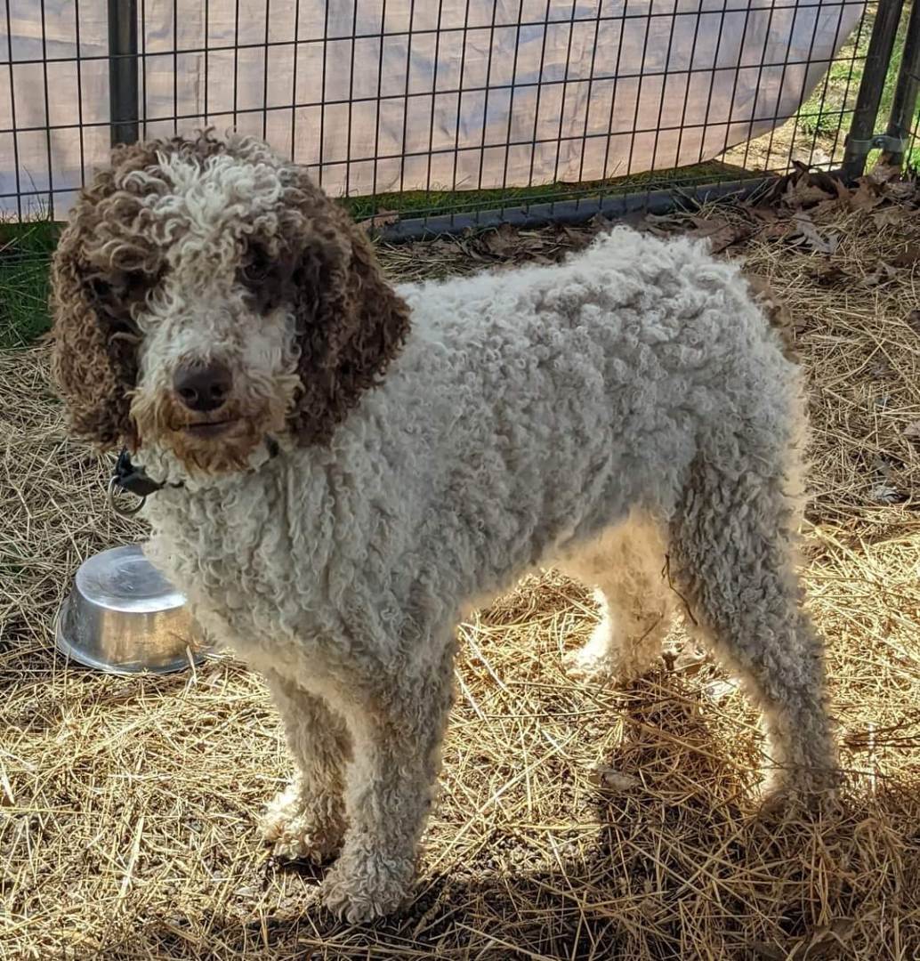 Standard poodle purebred female , an adoptable Standard Poodle in Woodsfield, OH, 43793 | Photo Image 4