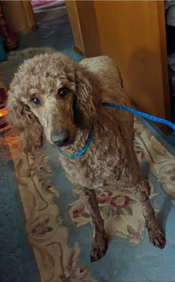 Standard poodle purebred female , an adoptable Standard Poodle in Woodsfield, OH, 43793 | Photo Image 5