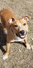 Tad, an adoptable Pit Bull Terrier in Sioux City, IA, 51103 | Photo Image 6