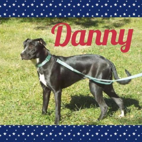 Danny, an adoptable Labrador Retriever in Spring Hill, KS, 66083 | Photo Image 3