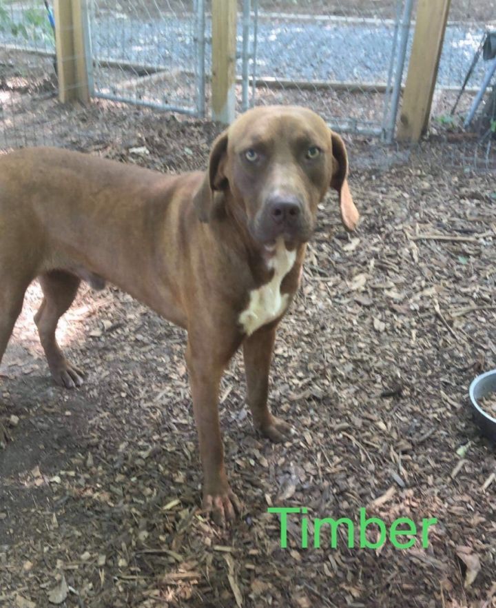 dog-for-adoption-timber-a-labrador-retriever-mix-in-cairo-ga