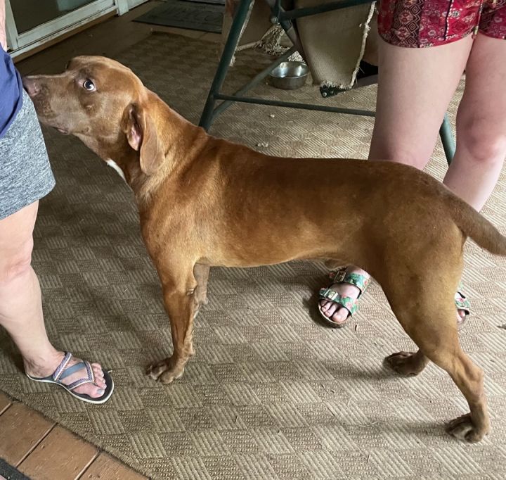 dog-for-adoption-timber-a-labrador-retriever-mix-in-cairo-ga