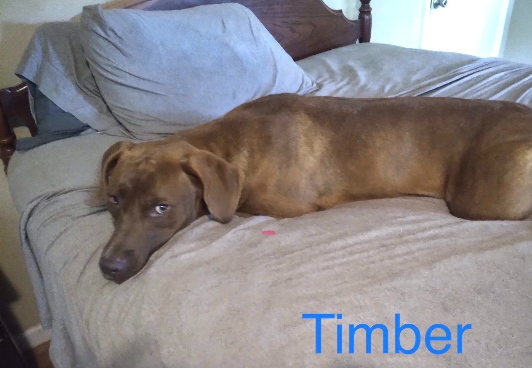 Timber, an adoptable Labrador Retriever, Mixed Breed in Cairo, GA, 39827 | Photo Image 1