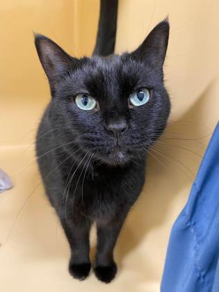 Toothless, an adoptable Domestic Short Hair in Clarks Summit, PA_image-1