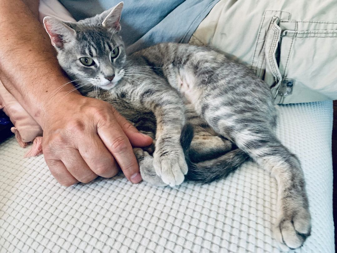 Gracie Gray, an adoptable Domestic Short Hair in Fort Worth, TX, 76107 | Photo Image 1