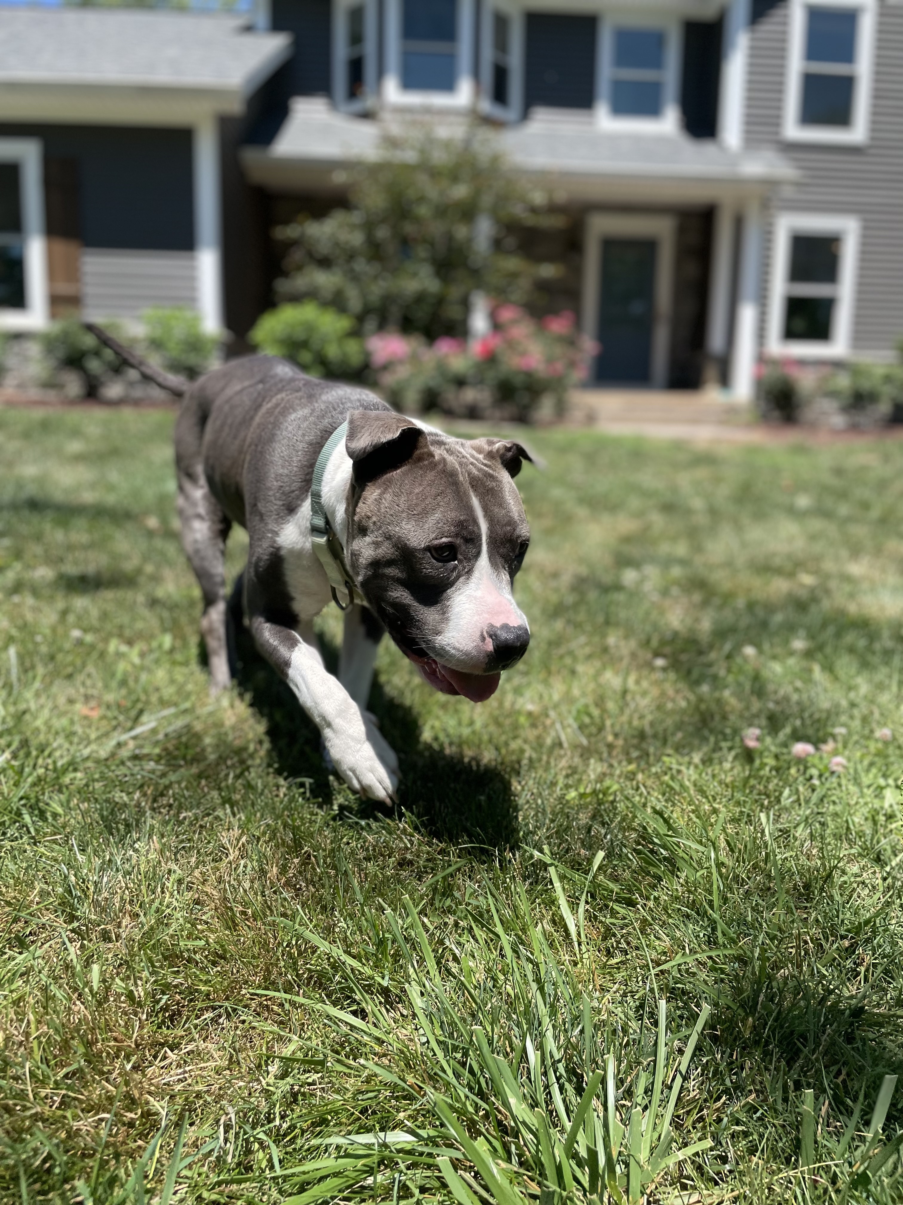 Sugar, an adoptable Pit Bull Terrier in Massillon, OH, 44647 | Photo Image 2