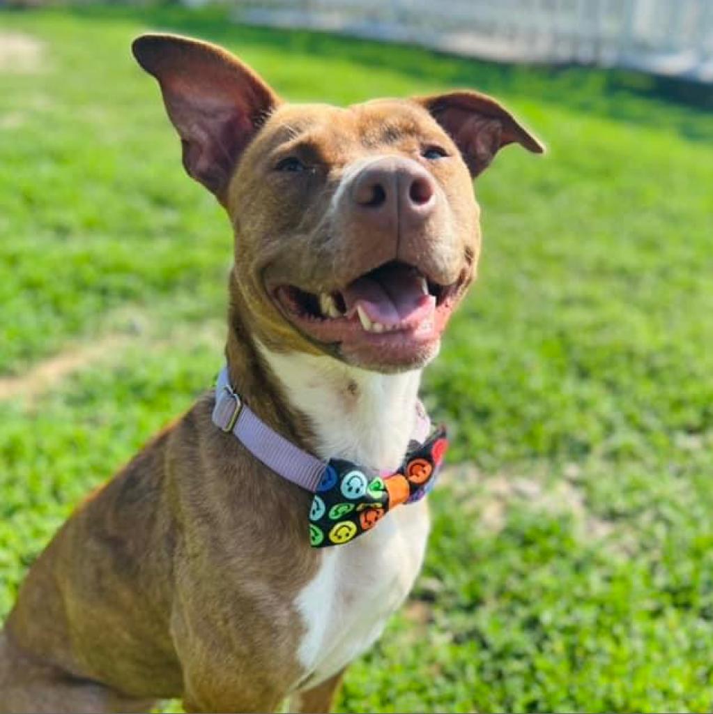 Rosie, an adoptable Pit Bull Terrier in Spring Hill, KS, 66083 | Photo Image 1