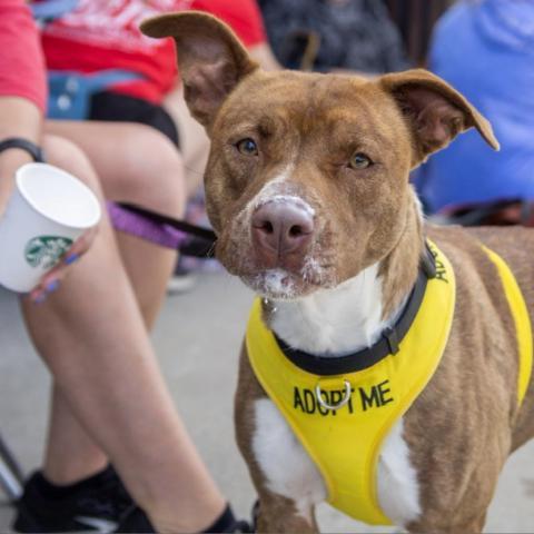 Rosie, an adoptable Pit Bull Terrier in Spring Hill, KS, 66083 | Photo Image 2