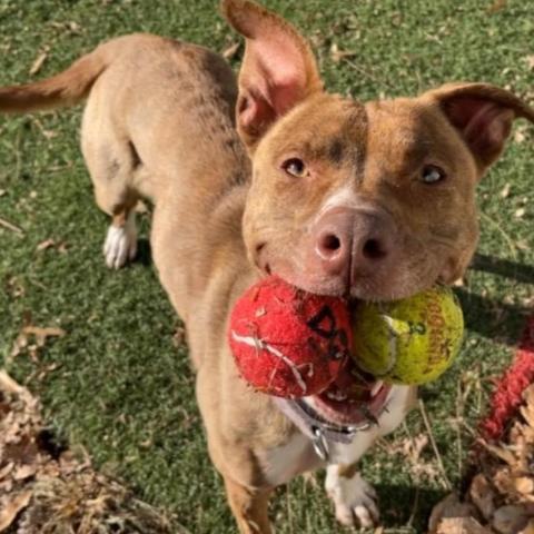 Rosie, an adoptable Pit Bull Terrier in Spring Hill, KS, 66083 | Photo Image 2