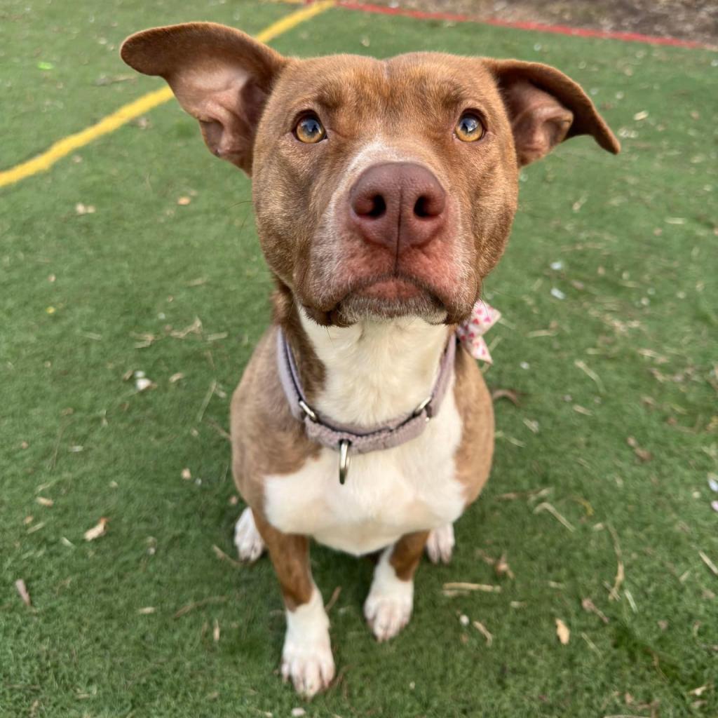 Rosie, an adoptable Pit Bull Terrier in Spring Hill, KS, 66083 | Photo Image 2