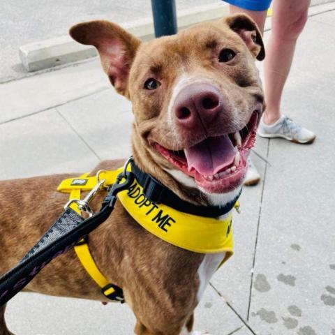 Rosie, an adoptable Pit Bull Terrier in Spring Hill, KS, 66083 | Photo Image 3