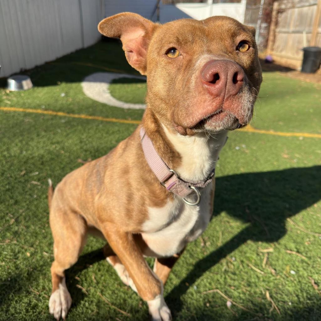 Rosie, an adoptable Pit Bull Terrier in Spring Hill, KS, 66083 | Photo Image 3