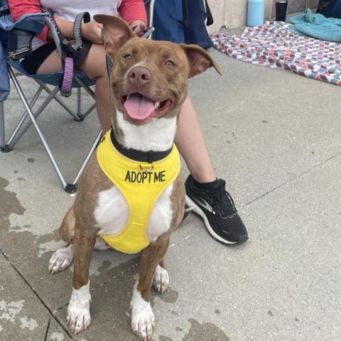 Rosie, an adoptable Pit Bull Terrier in Spring Hill, KS, 66083 | Photo Image 4