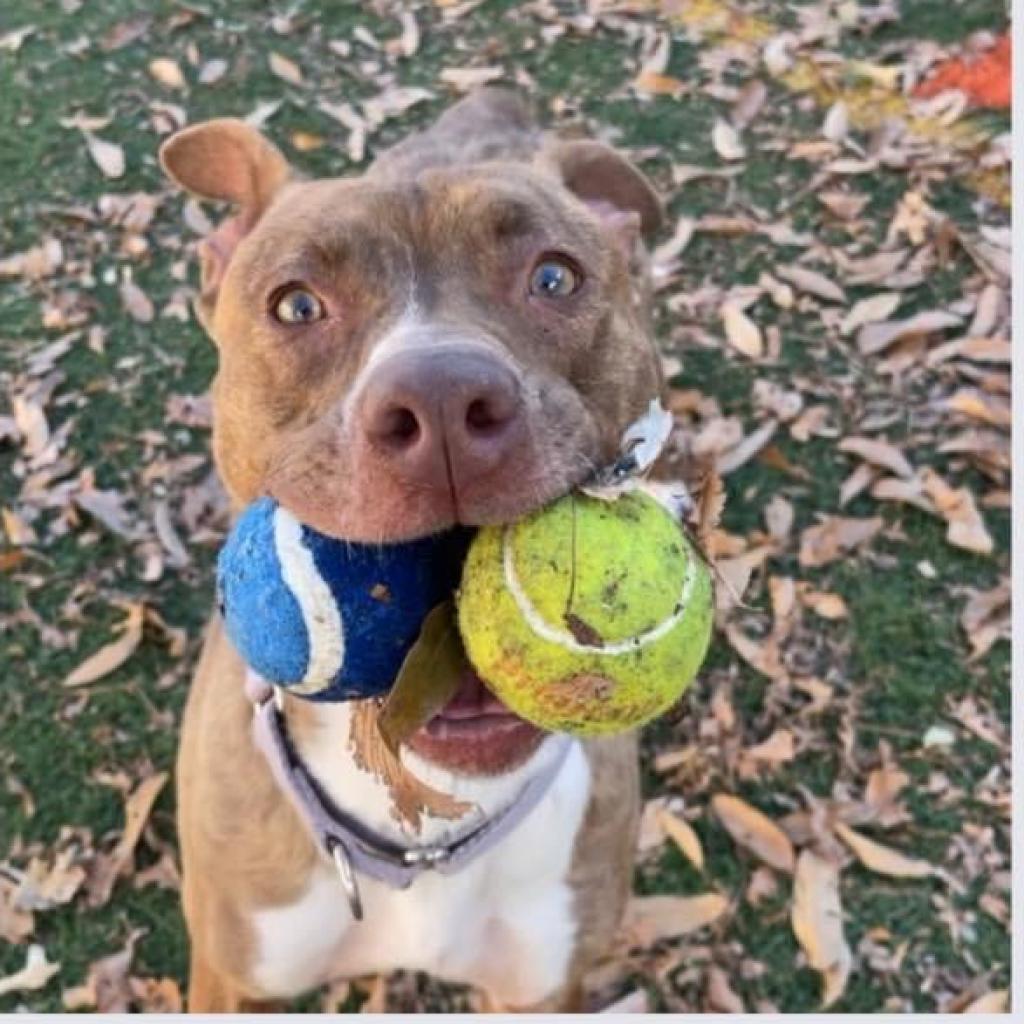 Rosie, an adoptable Pit Bull Terrier in Spring Hill, KS, 66083 | Photo Image 5