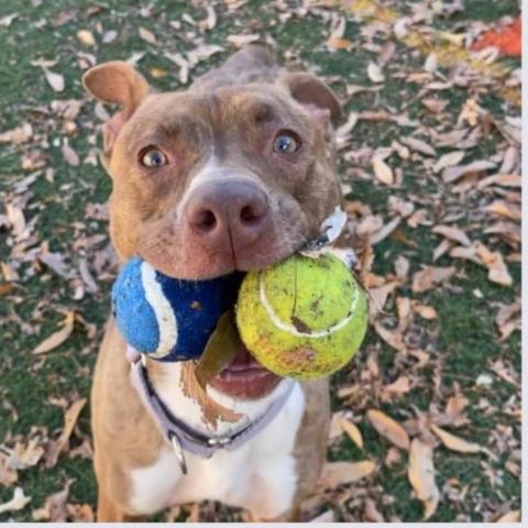 Rosie, an adoptable Pit Bull Terrier in Spring Hill, KS, 66083 | Photo Image 6