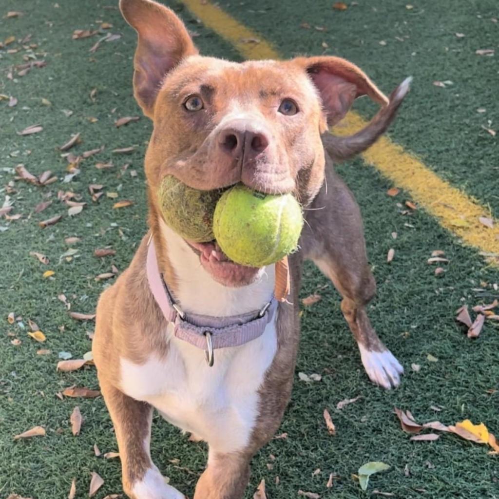 Rosie, an adoptable Pit Bull Terrier in Spring Hill, KS, 66083 | Photo Image 6