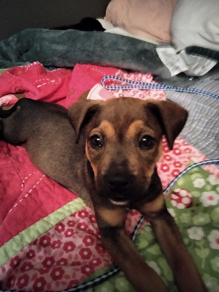 Samantha's Pepa, an adoptable Labrador Retriever, Hound in Los Lunas, NM, 87031 | Photo Image 1