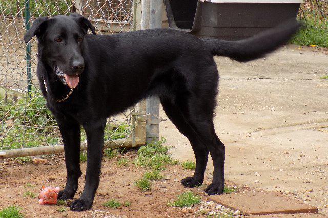 Mia, an adoptable Labrador Retriever in Jemison, AL, 35085 | Photo Image 1