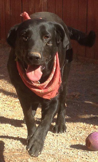Mia, an adoptable Labrador Retriever in Jemison, AL, 35085 | Photo Image 2