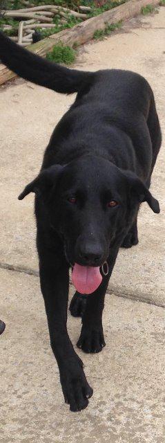 Mia, an adoptable Labrador Retriever in Jemison, AL, 35085 | Photo Image 3