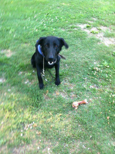Mia, an adoptable Labrador Retriever in Jemison, AL, 35085 | Photo Image 4