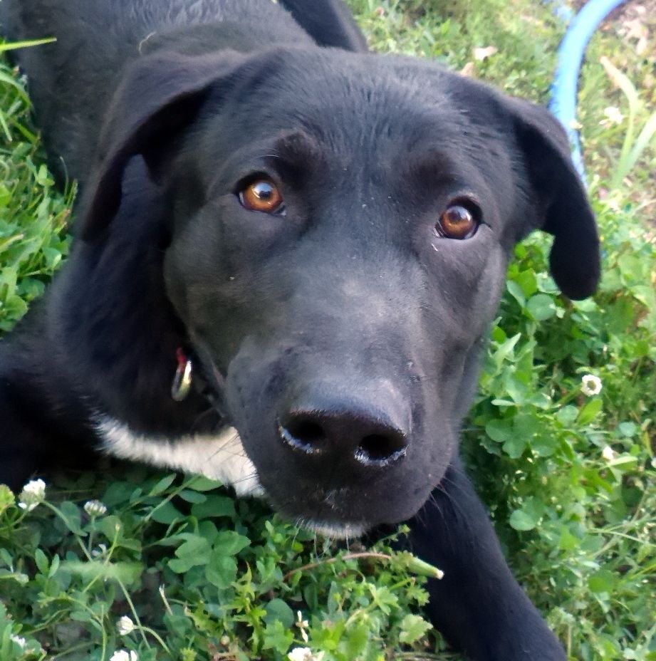 Benny, an adoptable Labrador Retriever, Mixed Breed in Melbourne, AR, 72556 | Photo Image 2