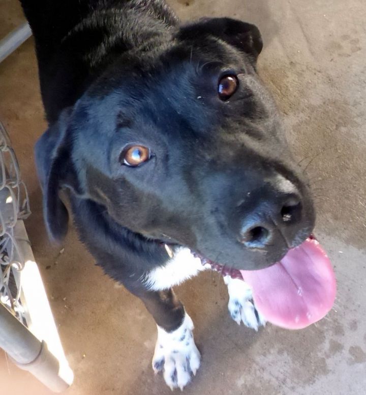 Dog For Adoption - Benny, A Labrador Retriever Mix In Melbourne, Ar 