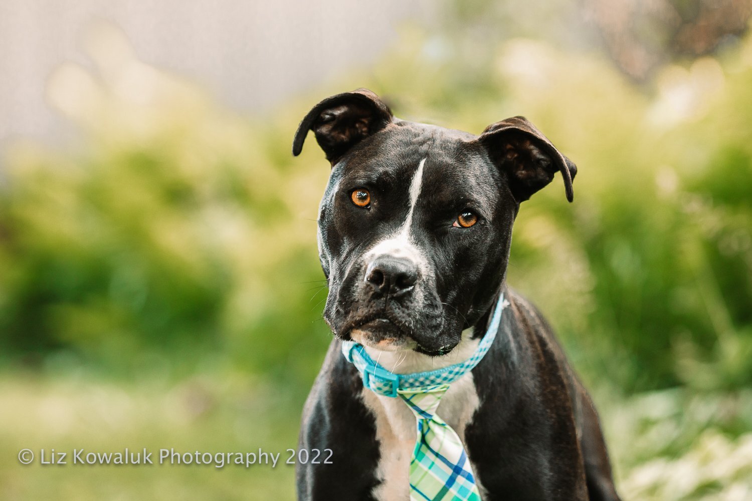 Bowie, an adoptable Pit Bull Terrier in Rochester, NY, 14606 | Photo Image 1