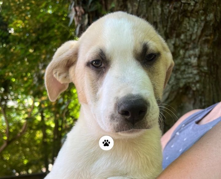 Chiffon - from the PIE themed litter, an adopted Great Pyrenees & Australian Cattle Dog / Blue Heeler Mix in Cincinnati, OH_image-1