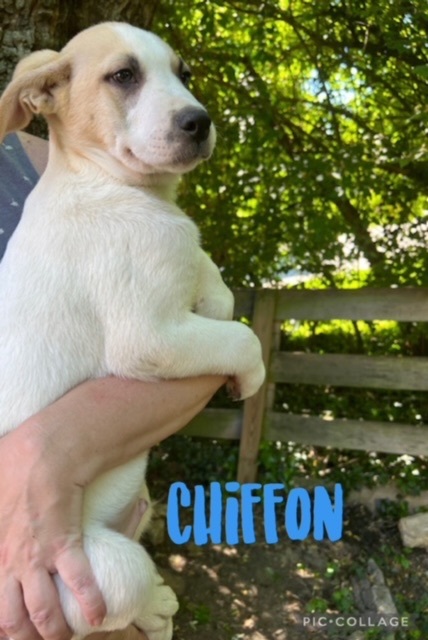 Chiffon - from the PIE themed litter, an adopted Great Pyrenees & Australian Cattle Dog / Blue Heeler Mix in Cincinnati, OH_image-3