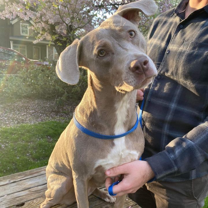 Olivia, an adoptable Weimaraner & Pit Bull Terrier Mix in Portland, OR_image-1