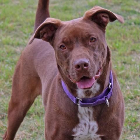 Godiva, an adoptable Chocolate Labrador Retriever in League City, TX, 77573 | Photo Image 1