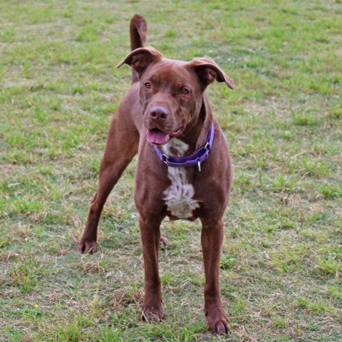 Godiva, an adoptable Chocolate Labrador Retriever in League City, TX, 77573 | Photo Image 2