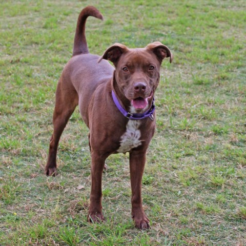 Godiva, an adoptable Chocolate Labrador Retriever in League City, TX, 77573 | Photo Image 3