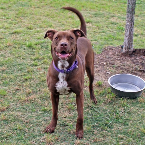 Godiva, an adoptable Chocolate Labrador Retriever in League City, TX, 77573 | Photo Image 4