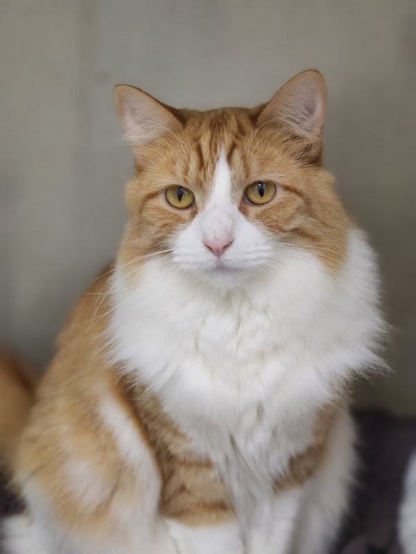 Bowie