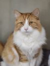 Bowie