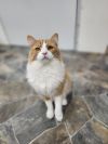 Bowie