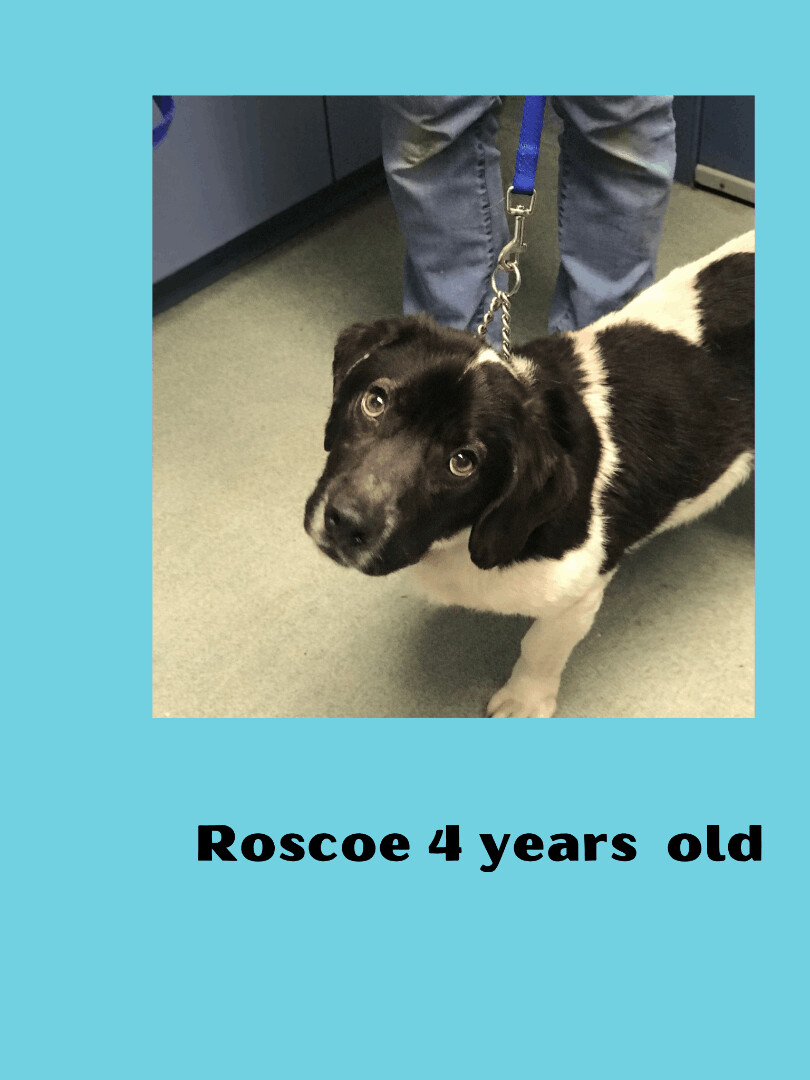 Roscoe, an adoptable Mixed Breed in Ravenna, OH, 44266 | Photo Image 2