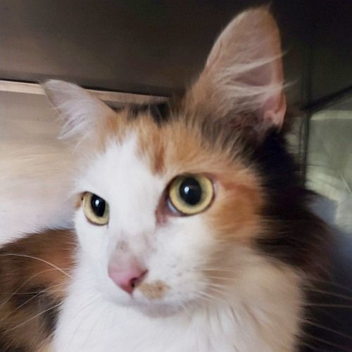 LAYLA, an adoptable Calico in Sequim, WA, 98382 | Photo Image 1