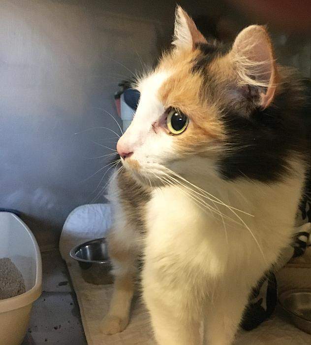 LAYLA, an adoptable Calico in Sequim, WA, 98382 | Photo Image 3