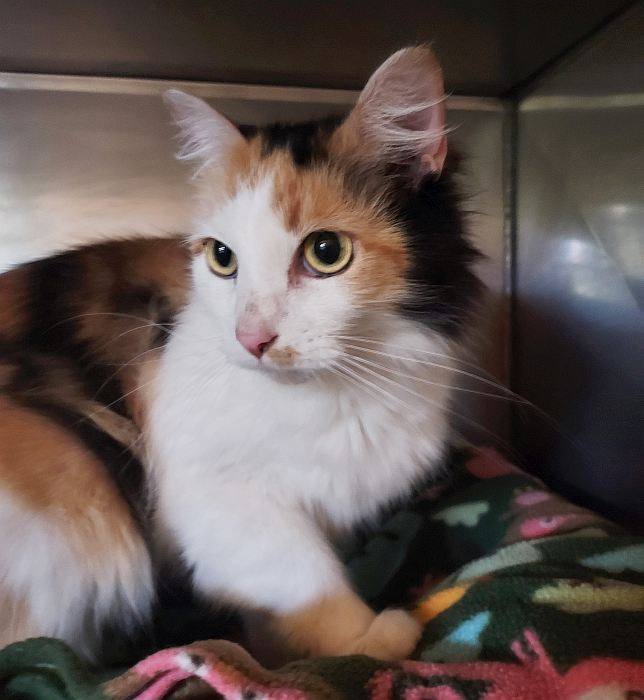 LAYLA, an adoptable Calico in Sequim, WA, 98382 | Photo Image 4