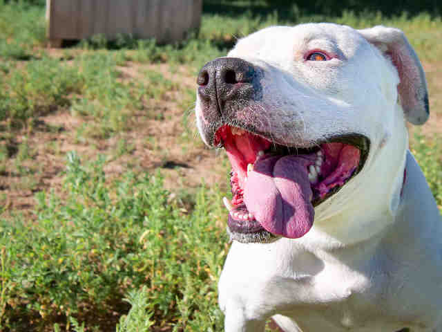 SHERI MOON, an adoptable Mixed Breed in Santa Fe, NM, 87507 | Photo Image 1