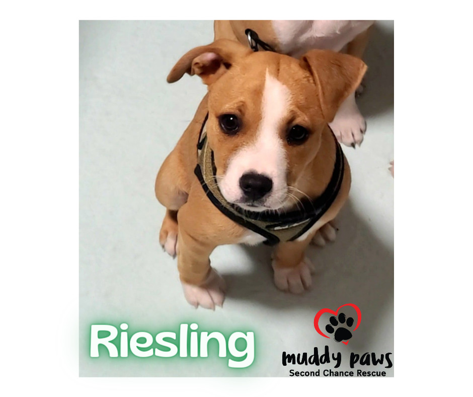 Vino Du Paw Litter: Riesling