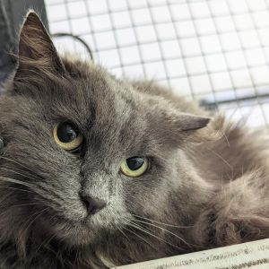 Bonnie, Senior Female Domestic Long Hair