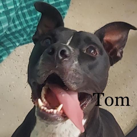 Tom